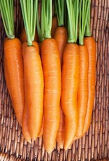 High Mowing Seed HM Negovia F1 Carrot  250 SEEDS