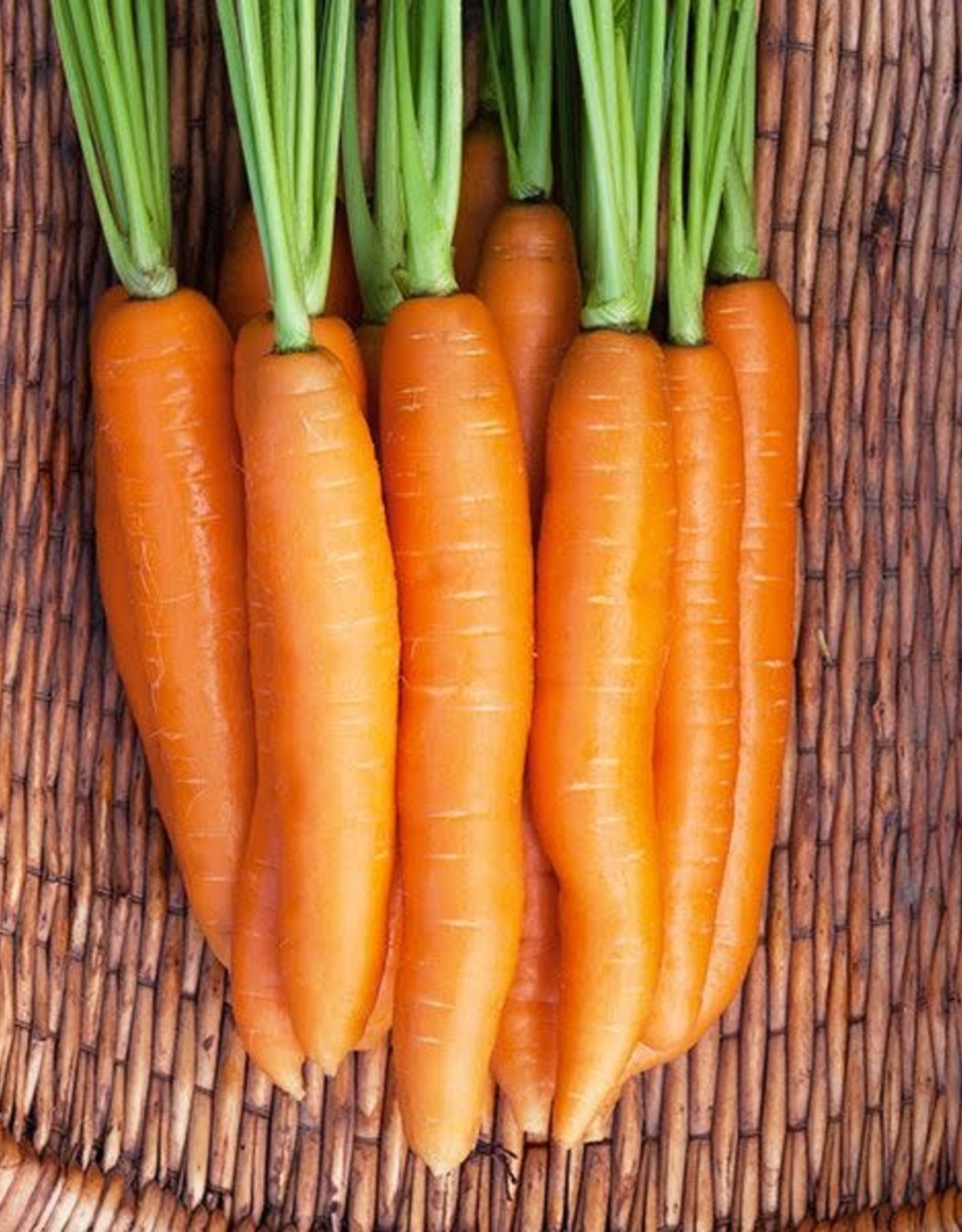 High Mowing Seed HM Negovia F1 Carrot  250 SEEDS