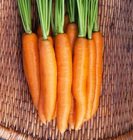 High Mowing Seed HM Negovia F1 Carrot  250 SEEDS