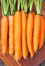 High Mowing Seed HM Dolciva Carrot  250 SEEDS