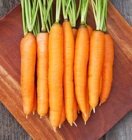 High Mowing Seed HM Dolciva Carrot  250 SEEDS