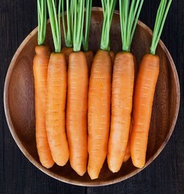 High Mowing Seed HM Yaya F1 Carrot  250 SEEDS