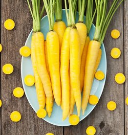High Mowing Seed HM Yellowstone Carrot: 250 SEEDS