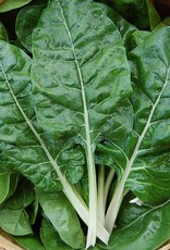 High Mowing Seed HM Fordhook Giant Chard  1/16 OZ