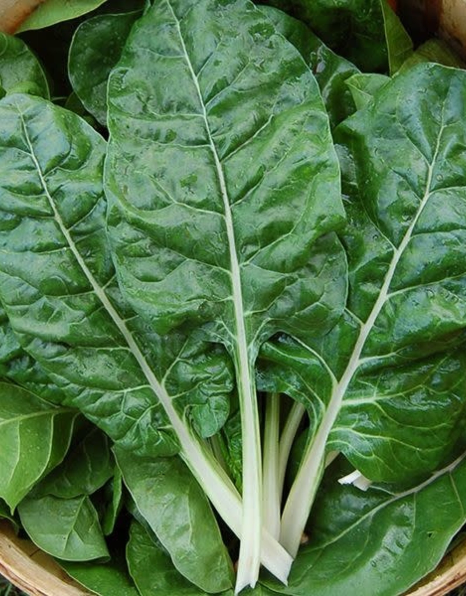 High Mowing Seed HM Fordhook Giant Chard  1/16 OZ