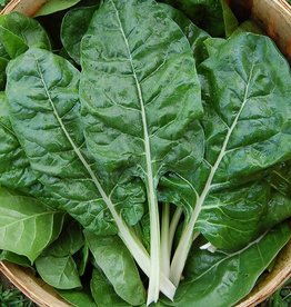 High Mowing Seed HM Fordhook Giant Chard: 1/16 OZ