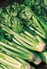 High Mowing Seed HM Tango Celery  50 SEEDS