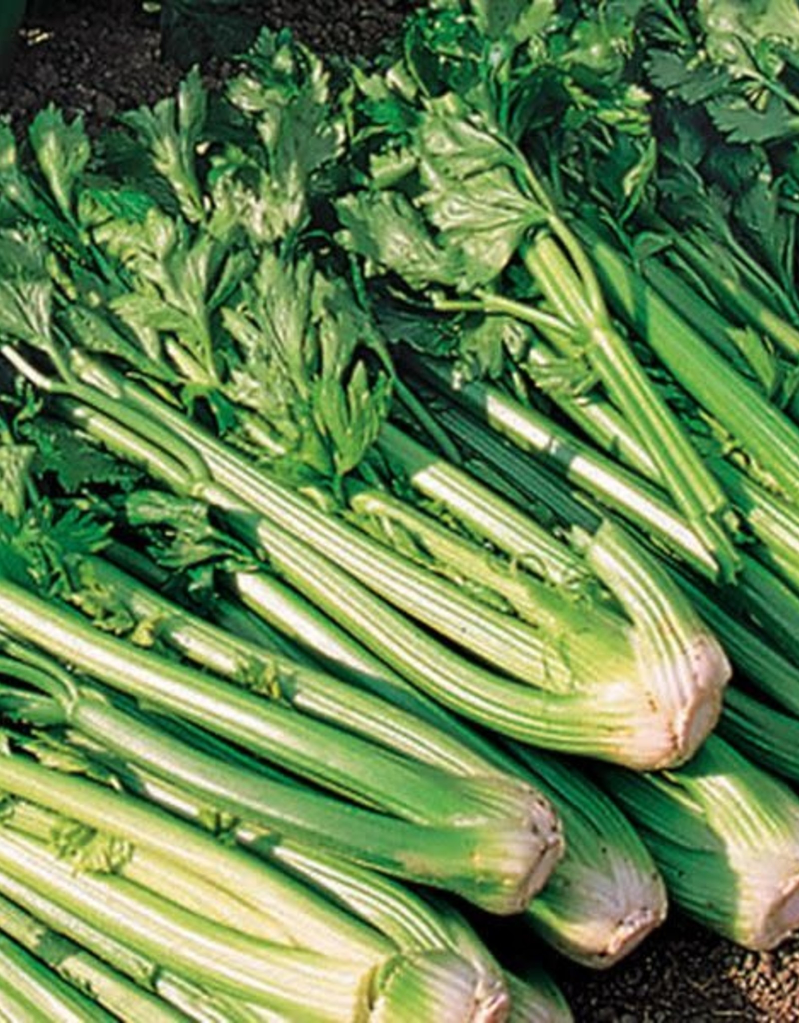 High Mowing Seed HM Tango Celery  50 SEEDS