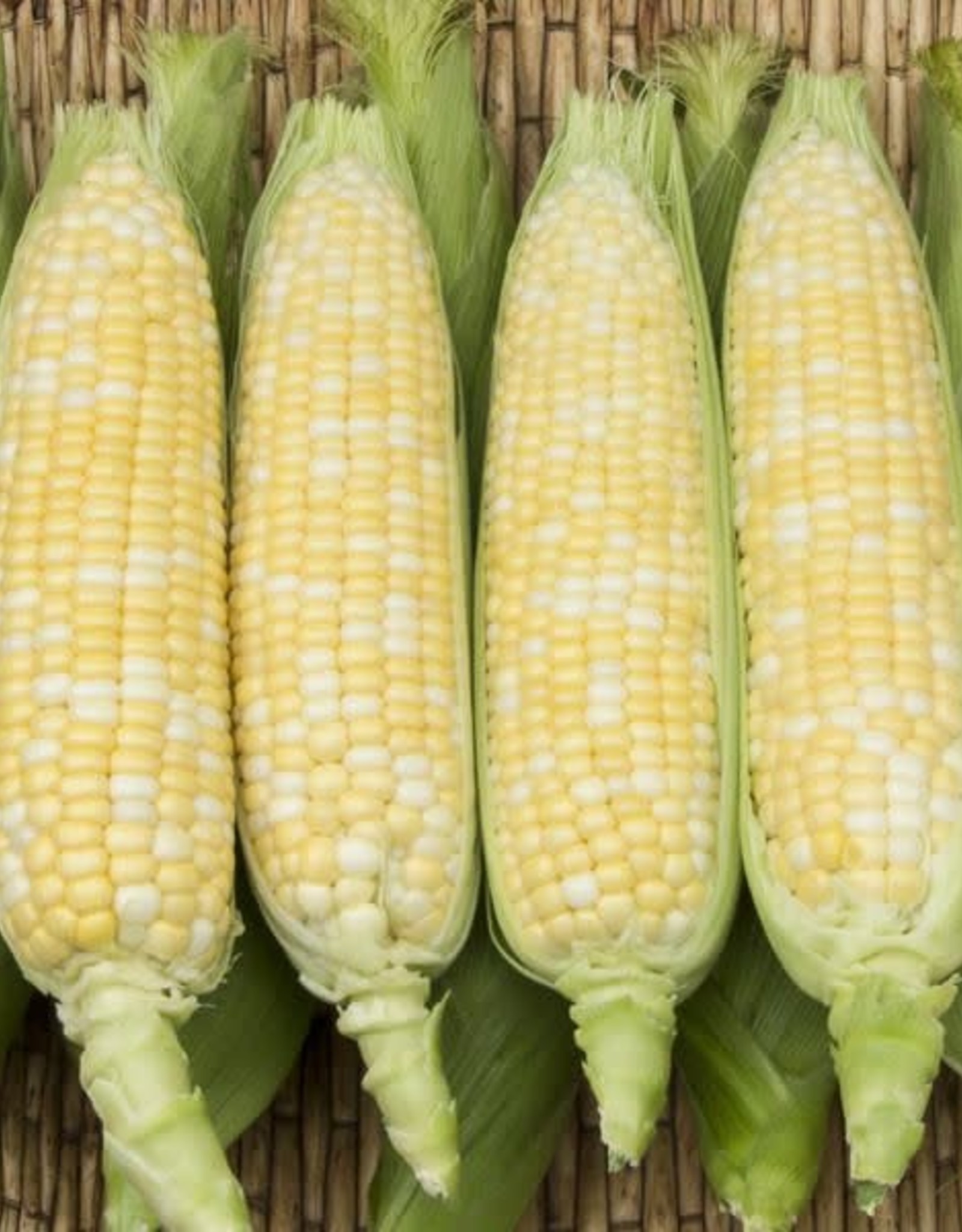 High Mowing Seed HM Enchanted F1 Sweet Corn  75 SEEDS