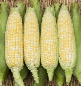 High Mowing Seed HM Enchanted F1 Sweet Corn  75 SEEDS