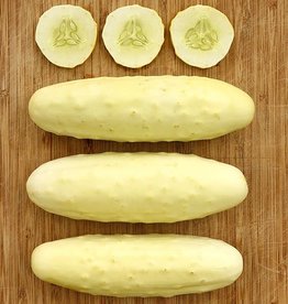 High Mowing Seed HM Silver Slicer Cucumber: 1/16 OZ