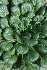 High Mowing Seed HM Tat Soi Asian Greens  1/32 OZ