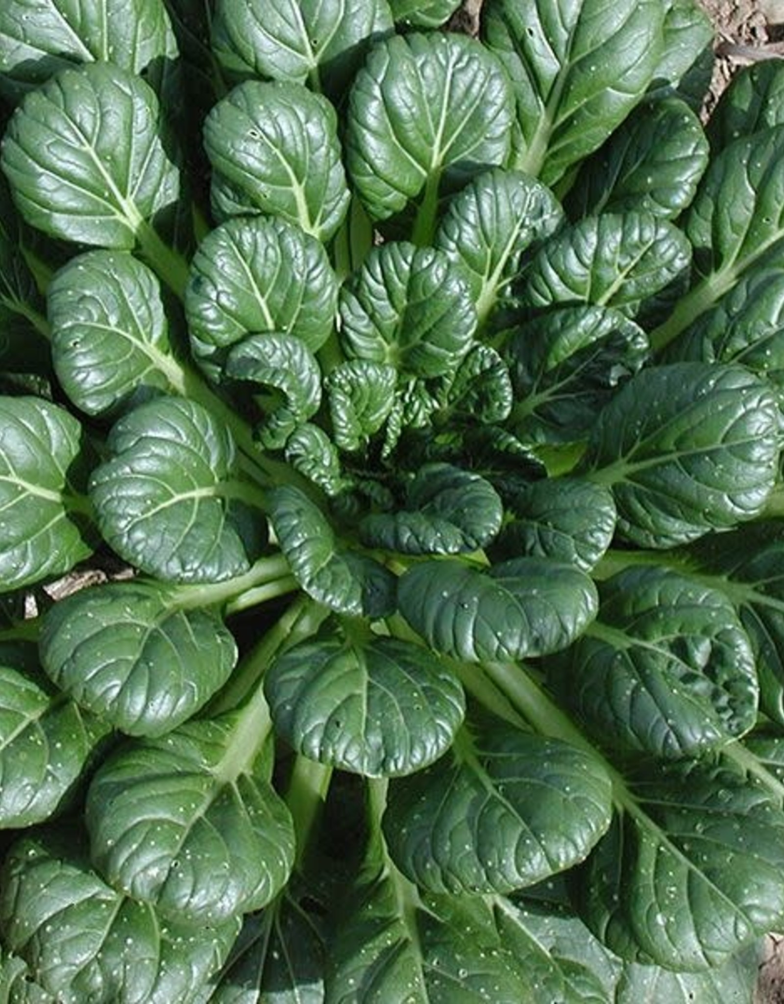 High Mowing Seed HM Tat Soi Asian Greens  1/32 OZ