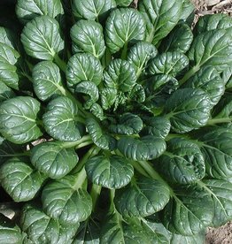 High Mowing Seed HM Tat Soi Asian Greens  1/32 OZ