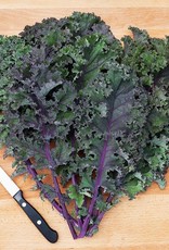 HM Curly Roja Kale: 1/32 OZ