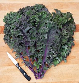 HM Curly Roja Kale: 1/32 OZ