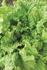 High Mowing Seed HM Black Seeded Simpson Lettuce  1/32 OZ