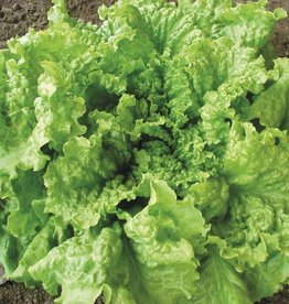 High Mowing Seed HM Black Seeded Simpson Lettuce  1/32 OZ