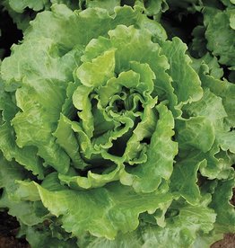High Mowing Seed HM Nevada Lettuce: 500 SEEDS