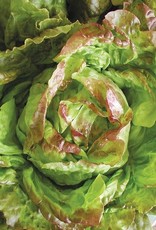 High Mowing Seed HM Pirat Lettuce  1/32 OZ