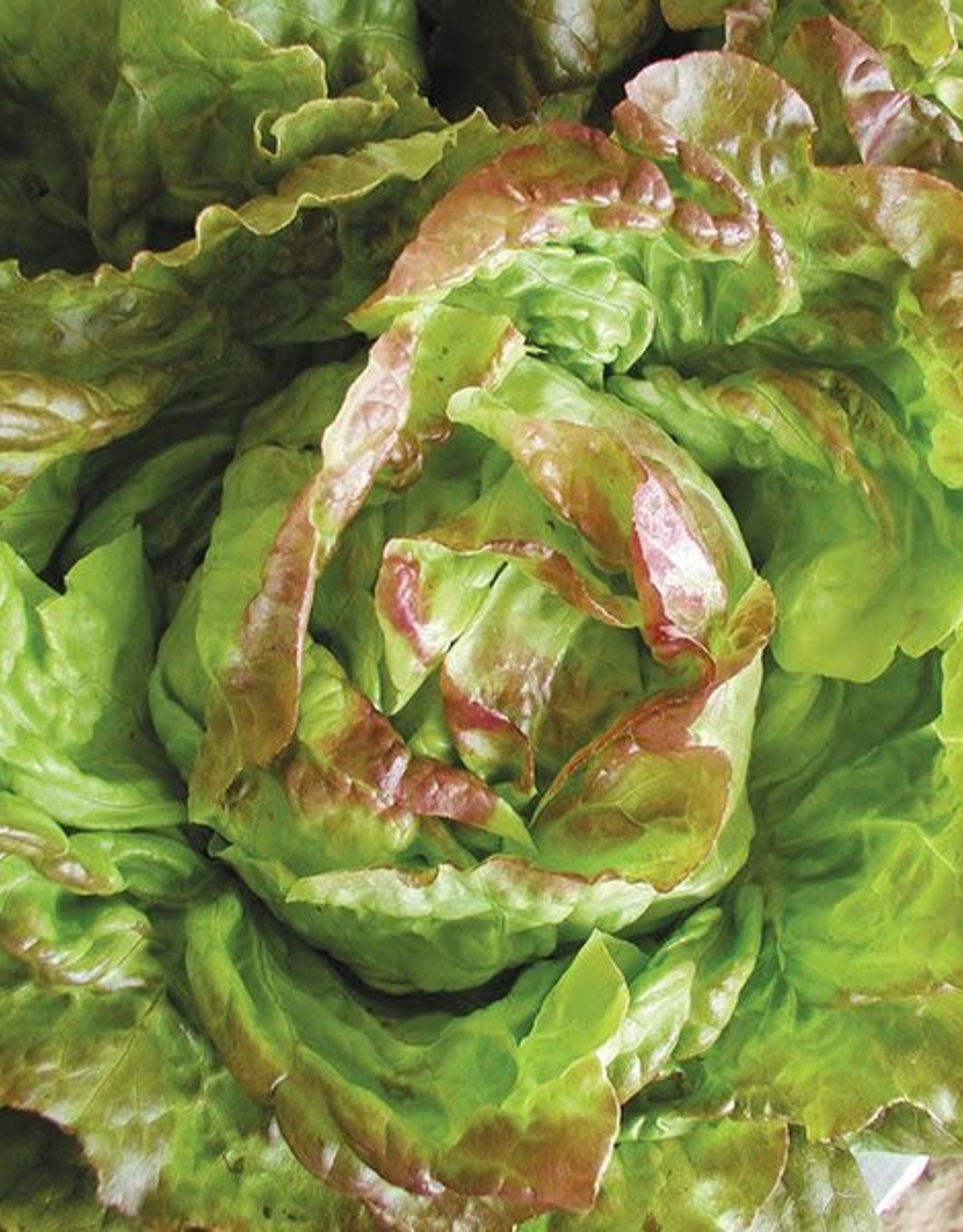High Mowing Seed HM Pirat Lettuce  1/32 OZ