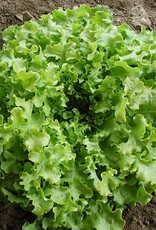 High Mowing Seed HM Salad Bowl Lettuce  1/32 OZ