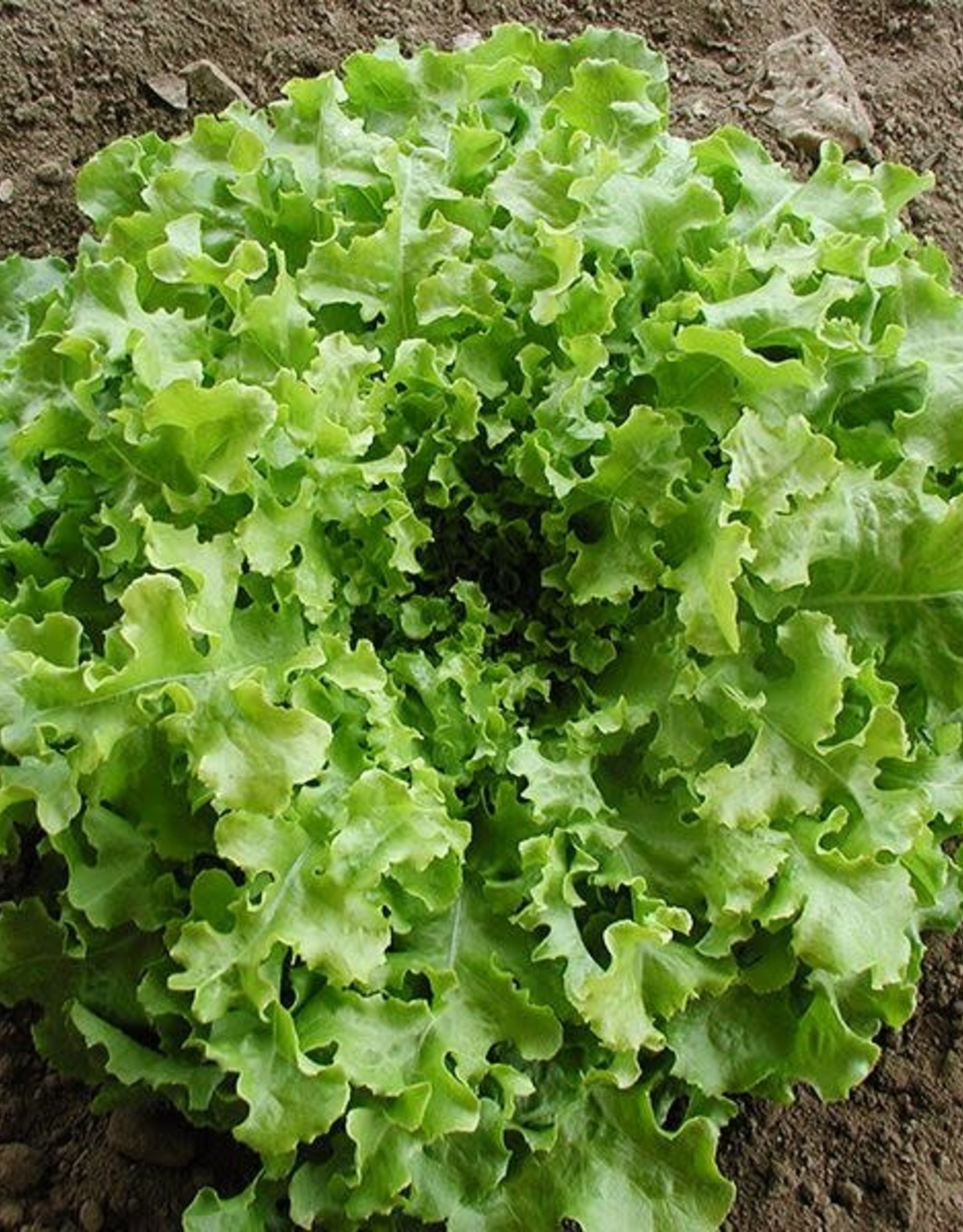 High Mowing Seed HM Salad Bowl Lettuce  1/32 OZ