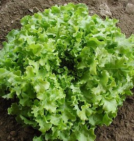 High Mowing Seed HM Salad Bowl Lettuce: 1/32 OZ