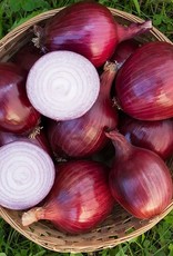 High Mowing Seed Red Carpet Onion: 50 SEEDS