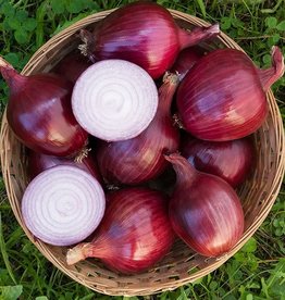 High Mowing Seed HM Red Carpet Onion: 50 SEEDS