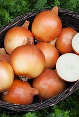 High Mowing Seed HM Cortland F1 Onion  50 SEEDS