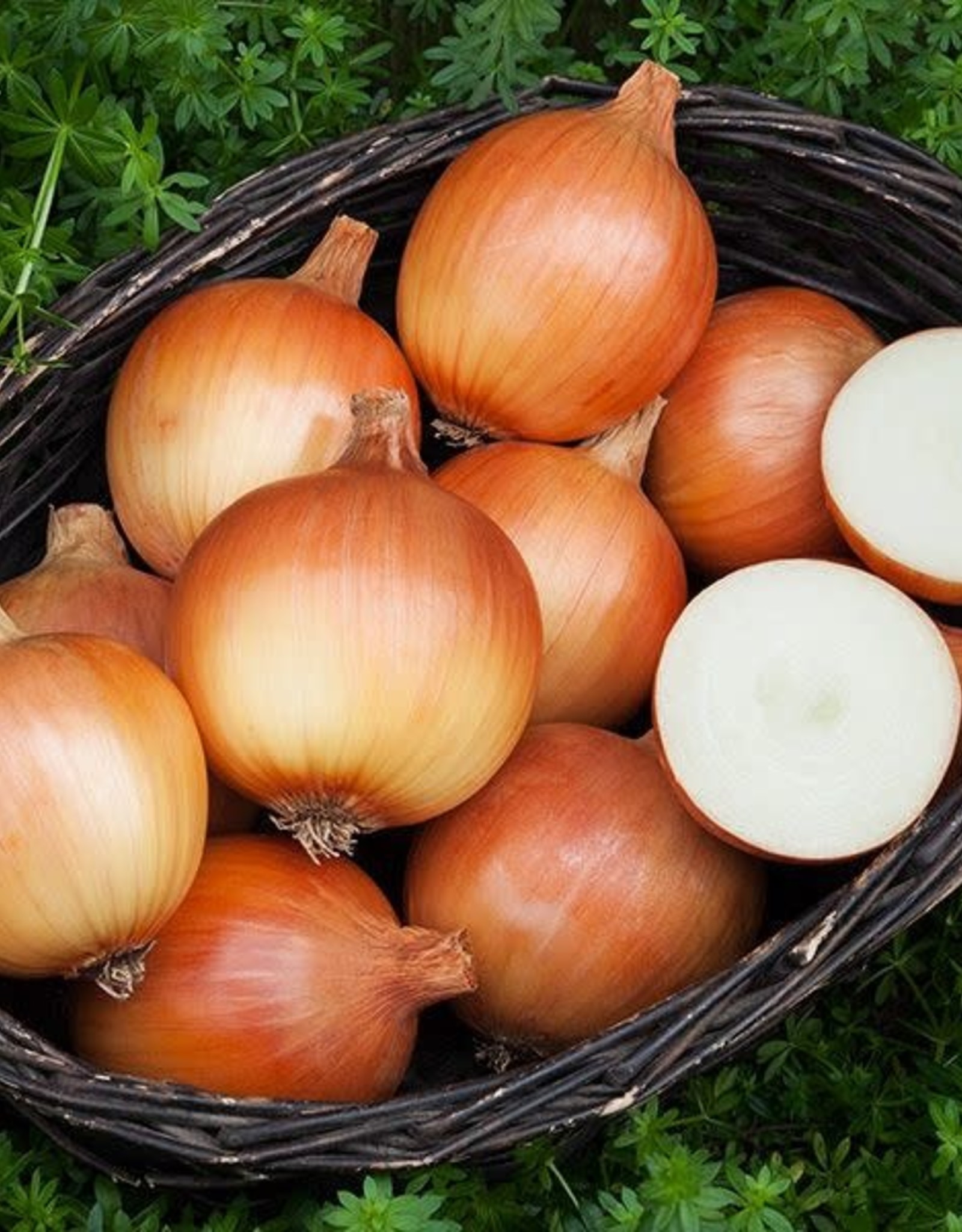 High Mowing Seed HM Cortland F1 Onion  50 SEEDS