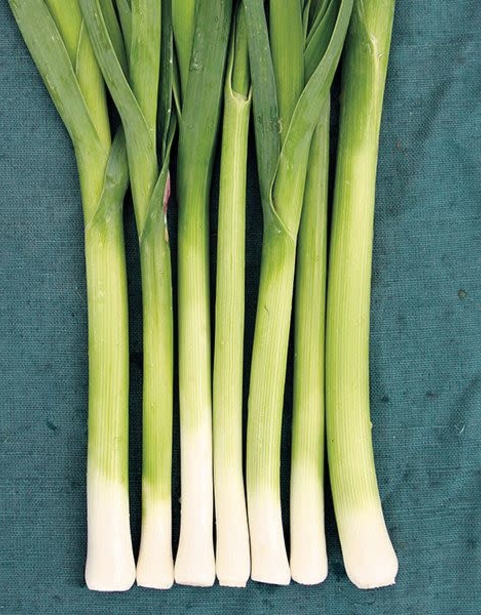 High Mowing Seed HM Alto Leek  1/64 OZ