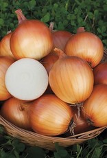 High Mowing Seed HM New York Early Onion: 1/64 OZ