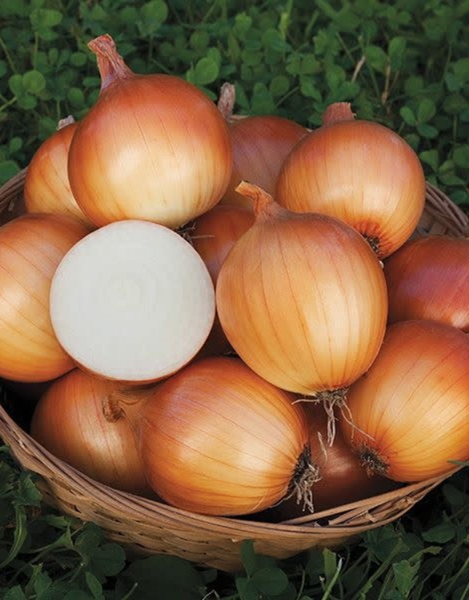 High Mowing Seed HM New York Early Onion: 1/64 OZ
