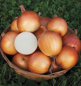 High Mowing Seed HM New York Early Onion: 1/64 OZ