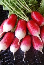 High Mowing Seed HM French Breakfast Radish  1/16 OZ
