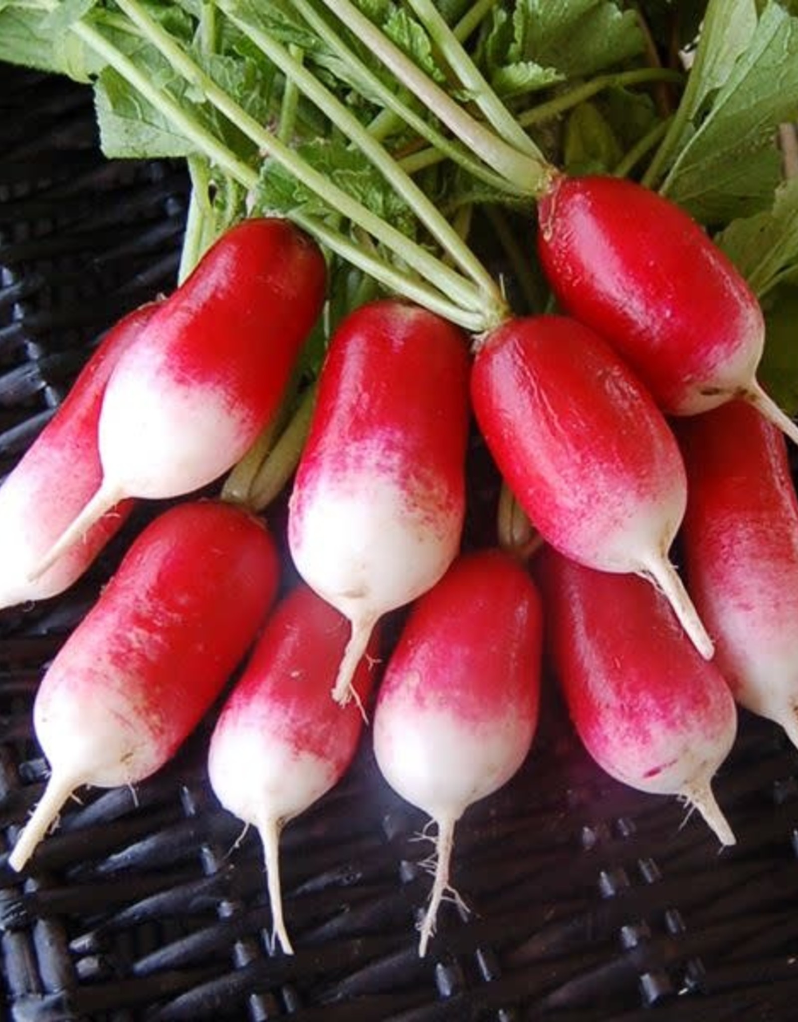 High Mowing Seed HM French Breakfast Radish  1/16 OZ