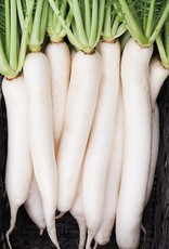 High Mowing Seed HM Daikon Radish  1/16 OZ