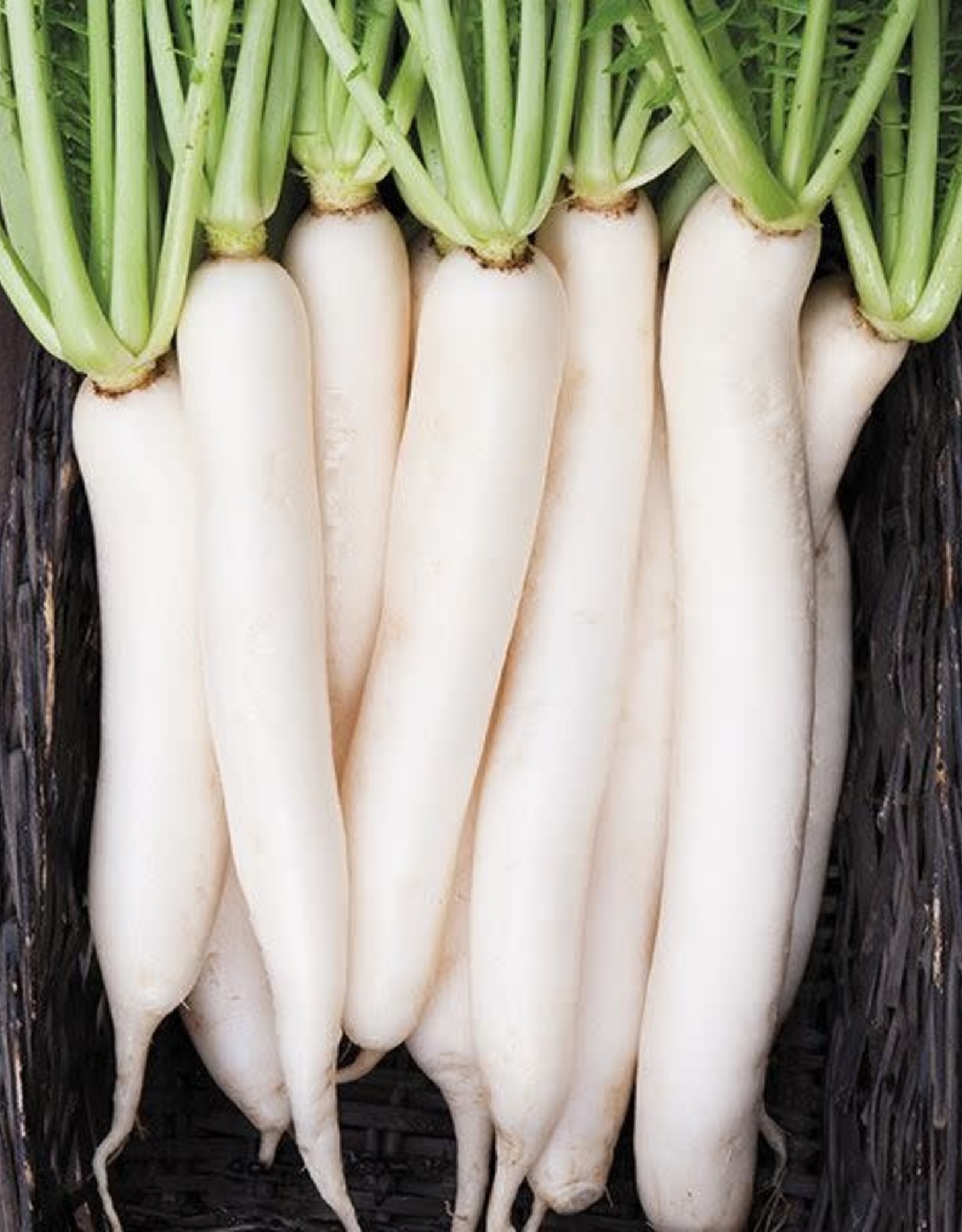 High Mowing Seed HM Daikon Radish  1/16 OZ