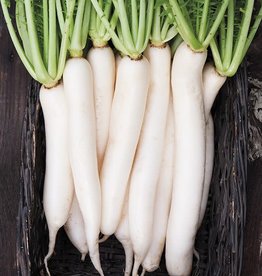 High Mowing Seed HM Daikon Radish  1/16 OZ
