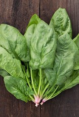 High Mowing Seed HM Renegade F1 Spinach  100 SEEDS
