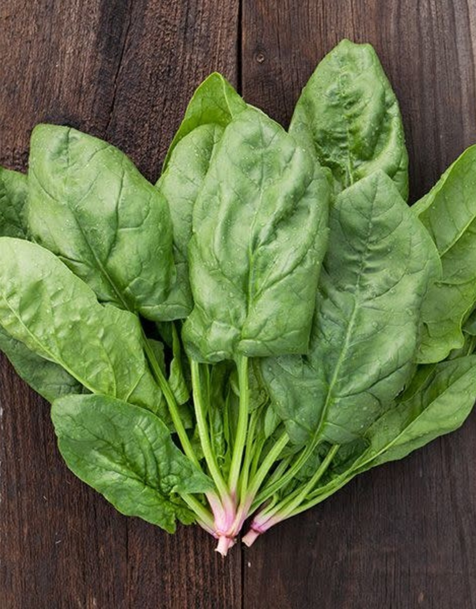 High Mowing Seed HM Renegade F1 Spinach  100 SEEDS