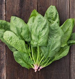 High Mowing Seed HM Renegade F1 Spinach  100 SEEDS
