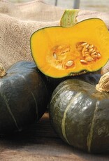 High Mowing Seed HM Burgess Buttercup Squash  1/8 OZ