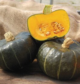 High Mowing Seed HM Burgess Buttercup Squash: 1/8 OZ