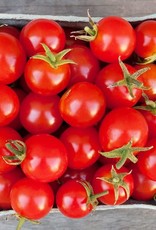 High Mowing Seed HM Sweetie Cherry Tomato  1/10 GRAM