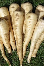 High Mowing Seed HM Halblange Parsnip  1/32 OZ