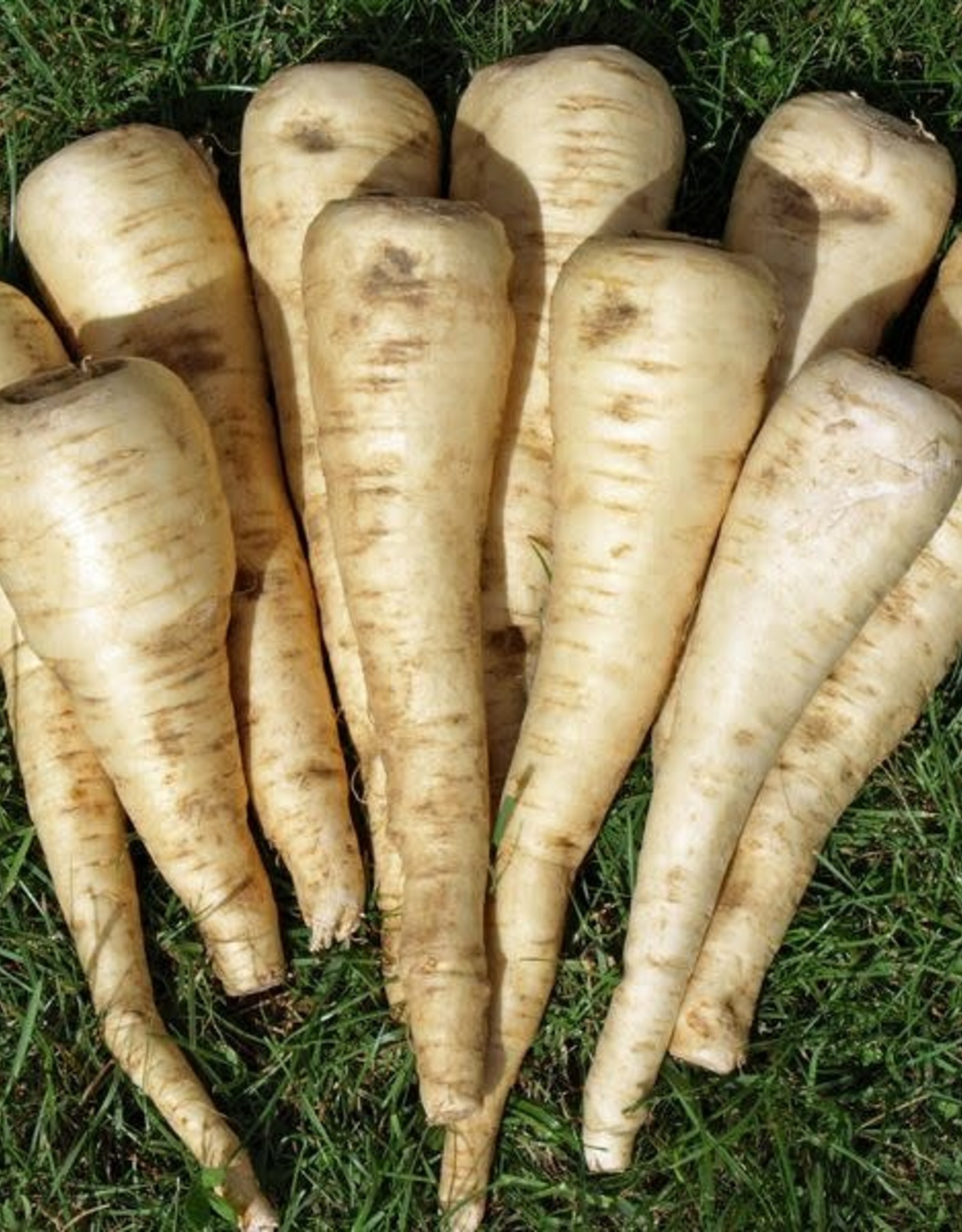 High Mowing Seed HM Halblange Parsnip  1/32 OZ