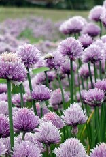 High Mowing Seed HM Chives  1/32 OZ